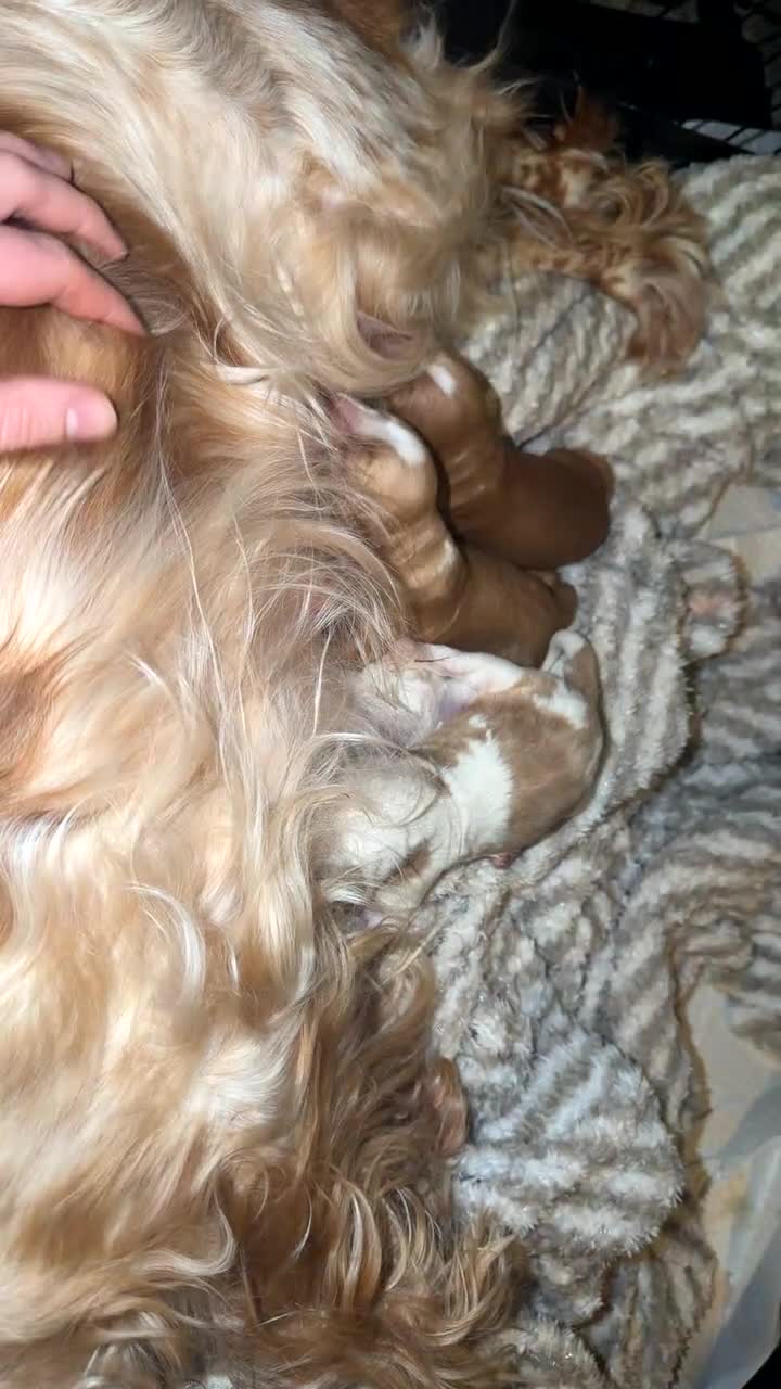 Cocker Spaniel dogs for sale: Cocker spaniel pups available to reserve  - Video 2