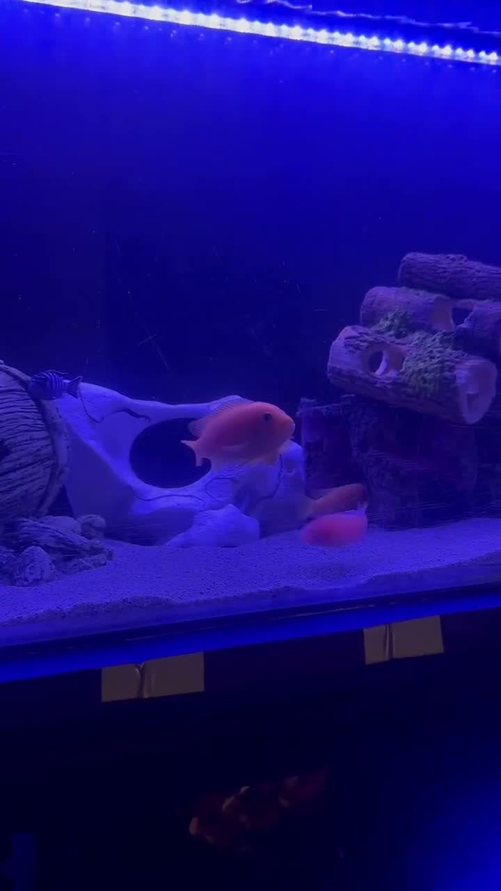 Cichlids fish for sale: African Cichlids & Tropical Fish - Bulk  - Video 4