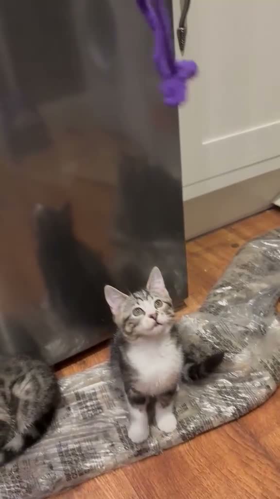 Mixed Breed cats for sale: Friendly and playful kittens - Video 1
