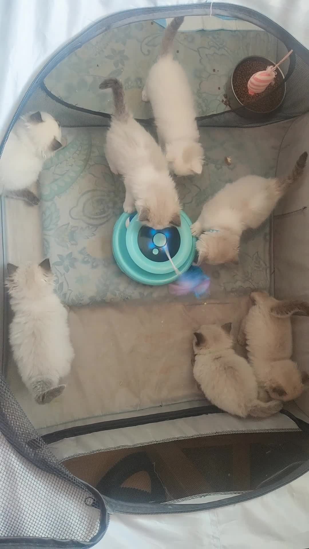 Ragdoll cats for sale: Stunning Ragdoll Kittens Looking for Forever Homes - Video 1