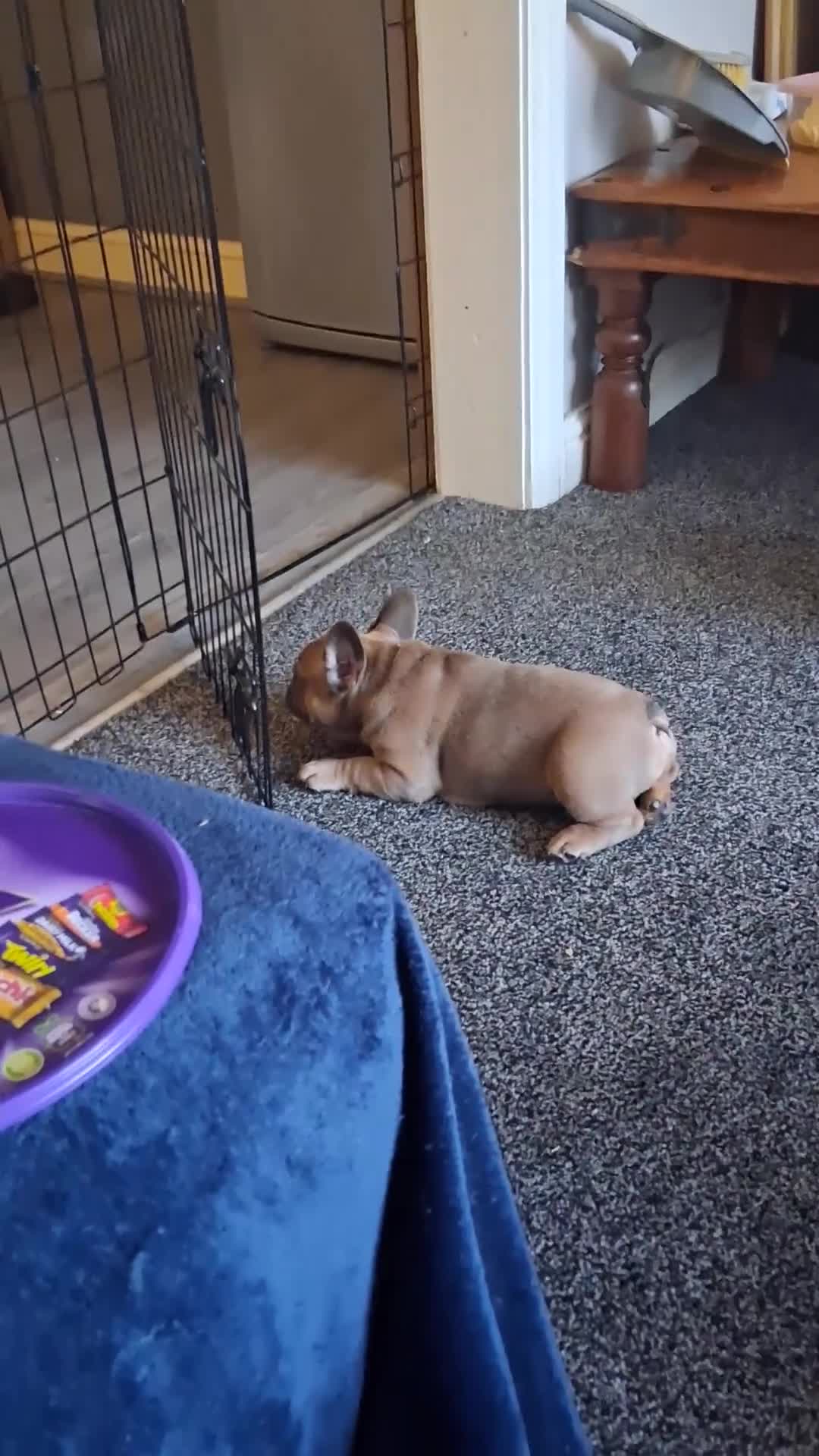 French Bulldog dogs for sale: French bulldogs - Video 5