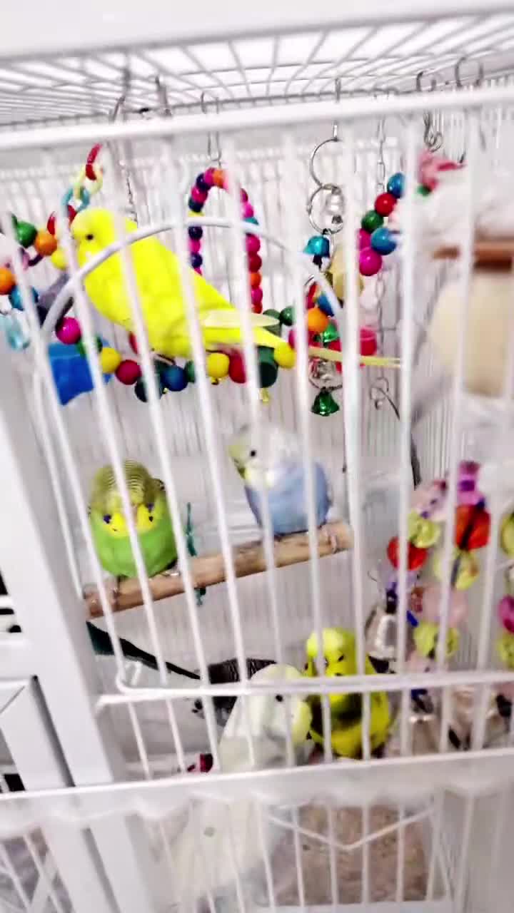 Budgerigars birds for sale: budgies for sale with big cage - Video 1