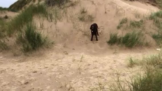 Irish Setter dogs for stud: Irish Setter For Stud. (Health Tested and Proven.) in Cannock - Video 3
