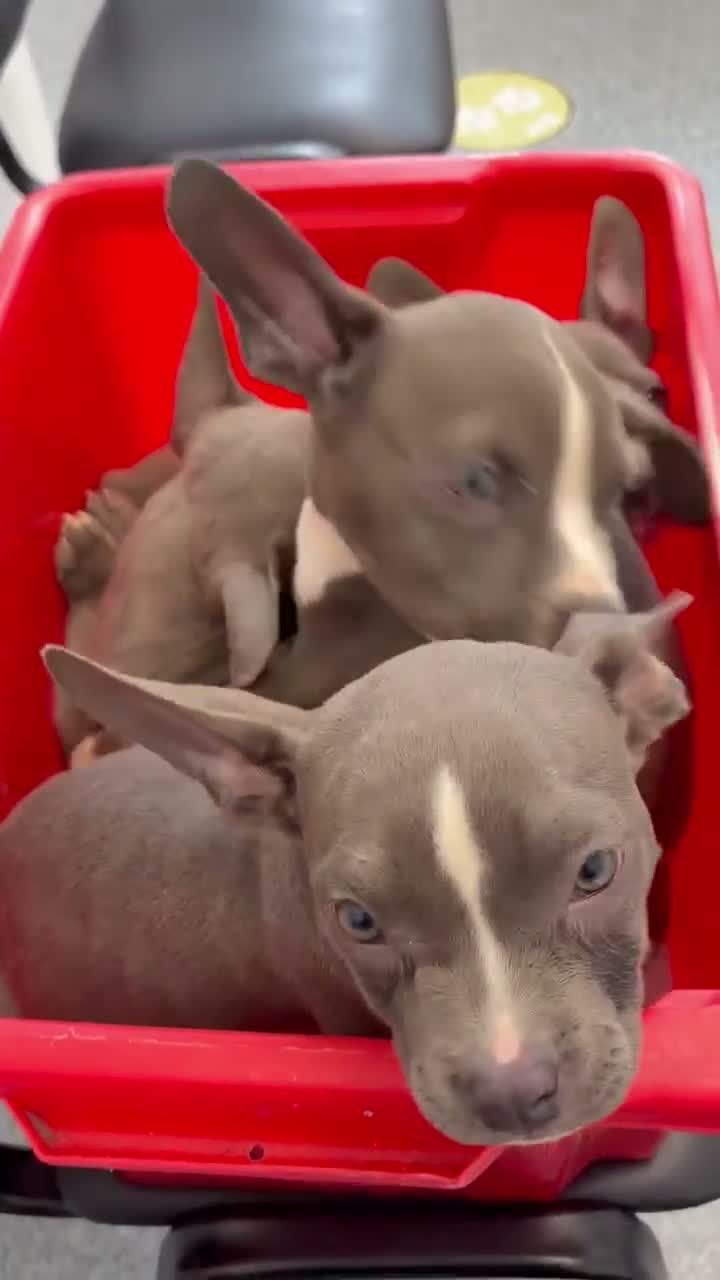 American Bully dogs for sale: Micro pocket bully pup READY! FULLY VACCINATED  - Video 1