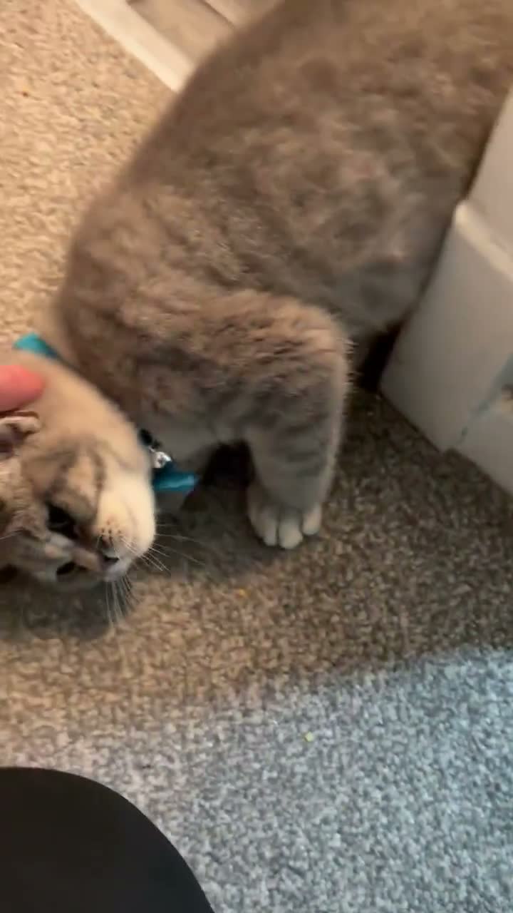 Scottish Fold cats for sale: Beautiful Scottish straights READY NOW  - Video 2