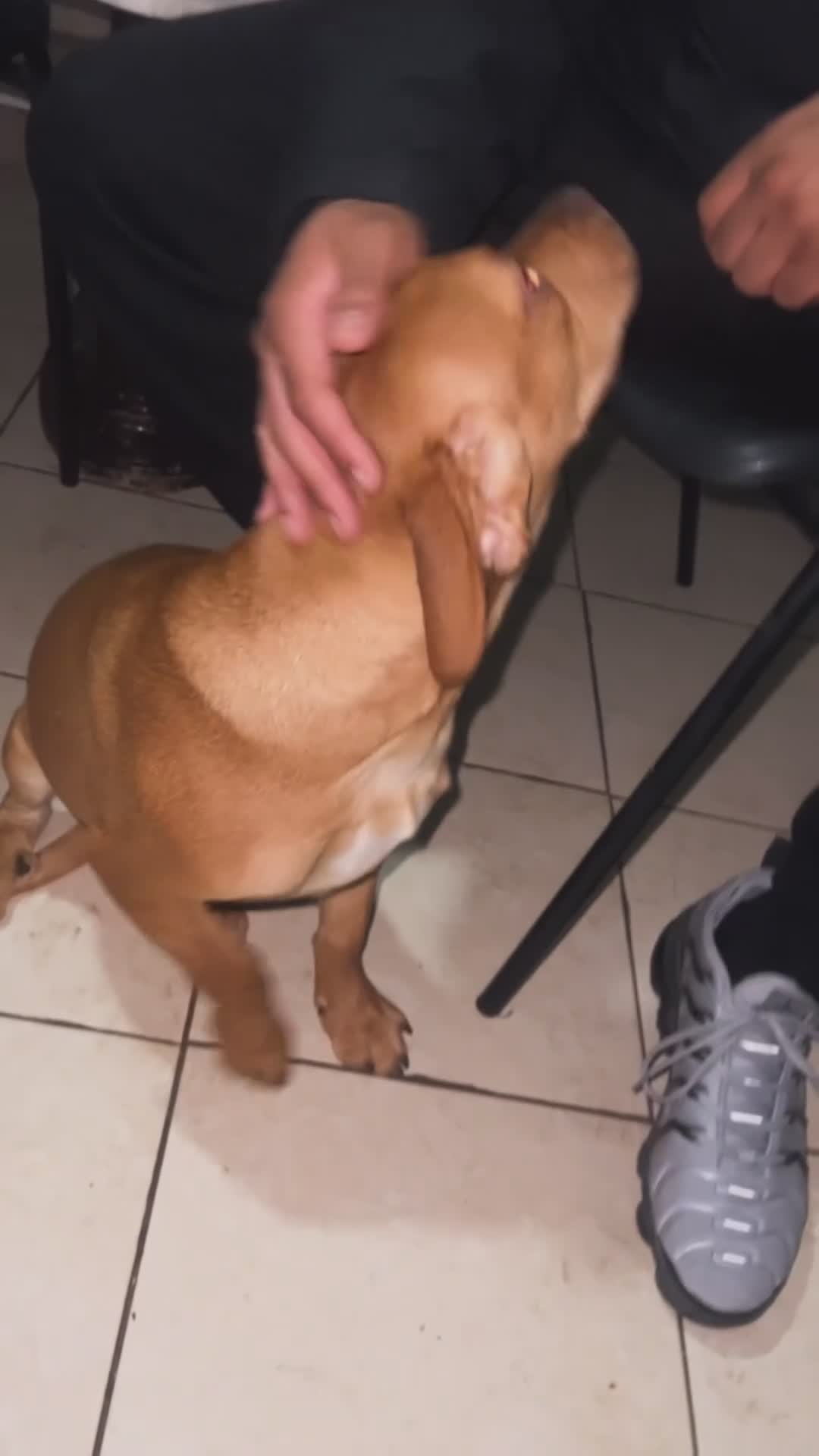 Mixed Breed dogs for sale: 1 puppy mixed breed left !!! - Video 1