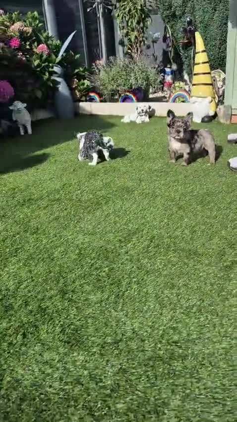 French Bulldog dogs for sale: Fluffy french bulldog puppies - Video 1
