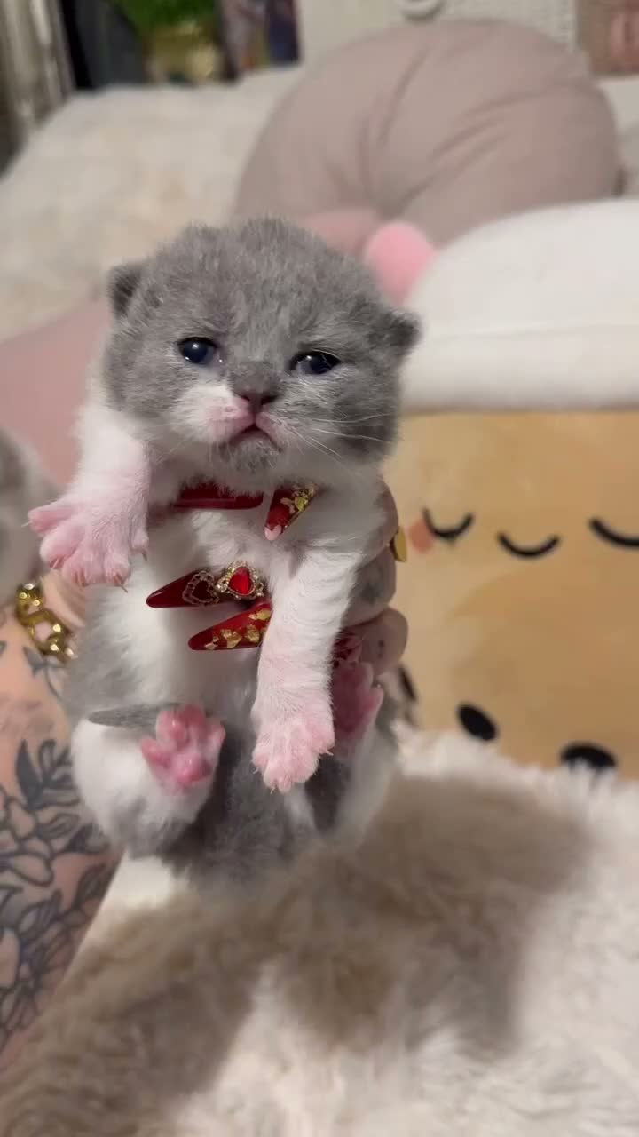 British Shorthair cats for sale: Pure British Shorthair Outstanding Kittens 😻🏆🥇 - Video 4