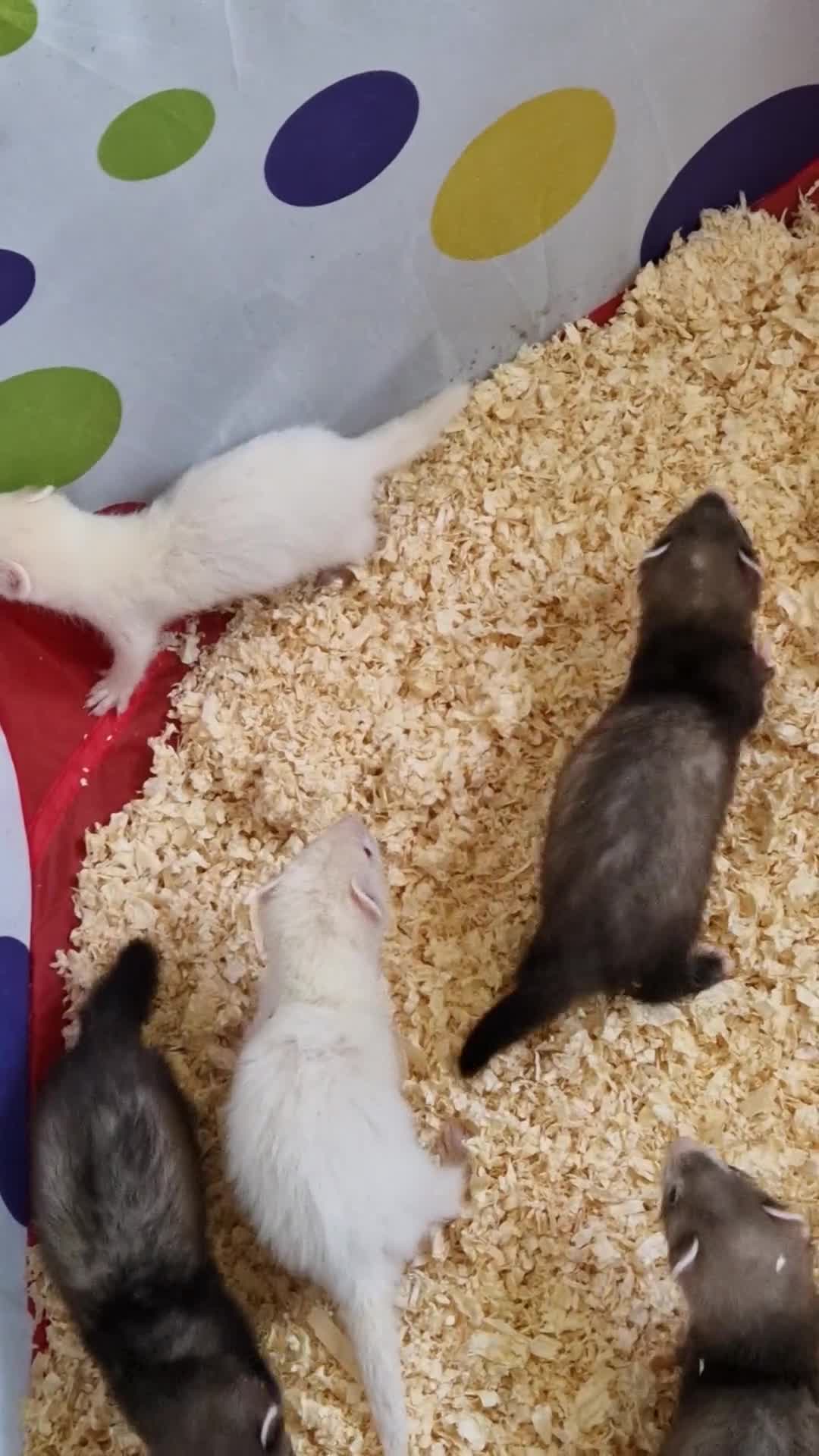 Ferret rodents for sale: Ferret kits(half micro) - Video 1