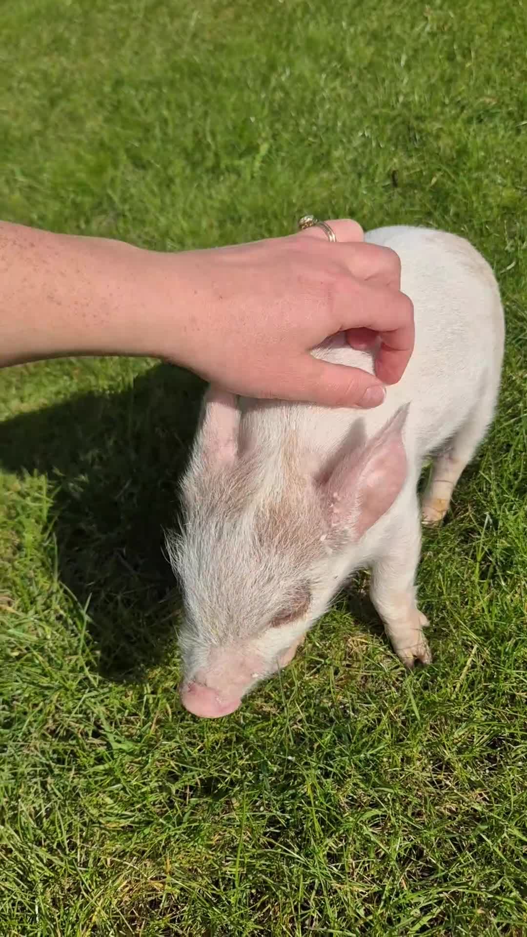 Pig livestock for sale: Piglet for sale - Video 1