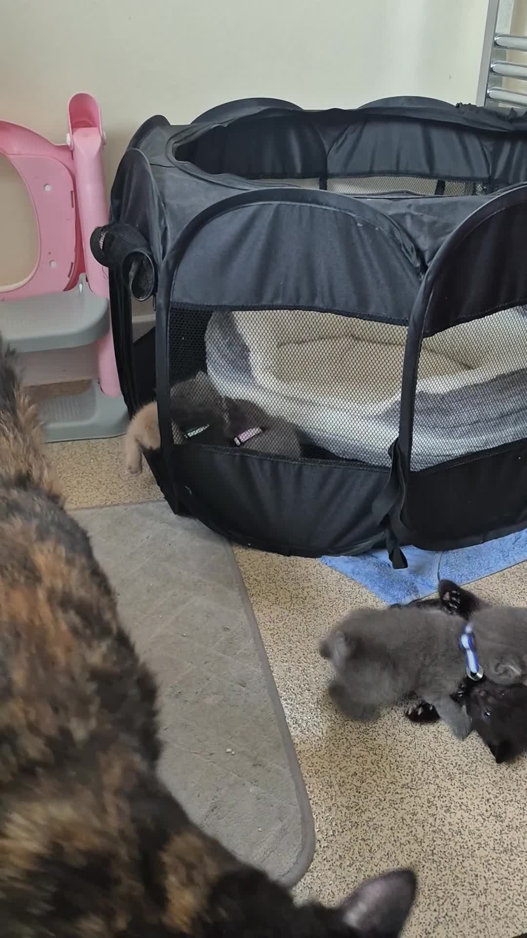 Mixed Breed cats for sale: Blue, dilute tortie, cream and black kittens - Video 1