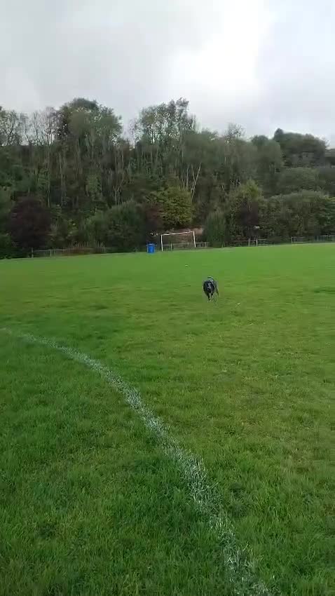 Lurcher dogs for sale: Handsome Lurcher x deerhound - Video 2