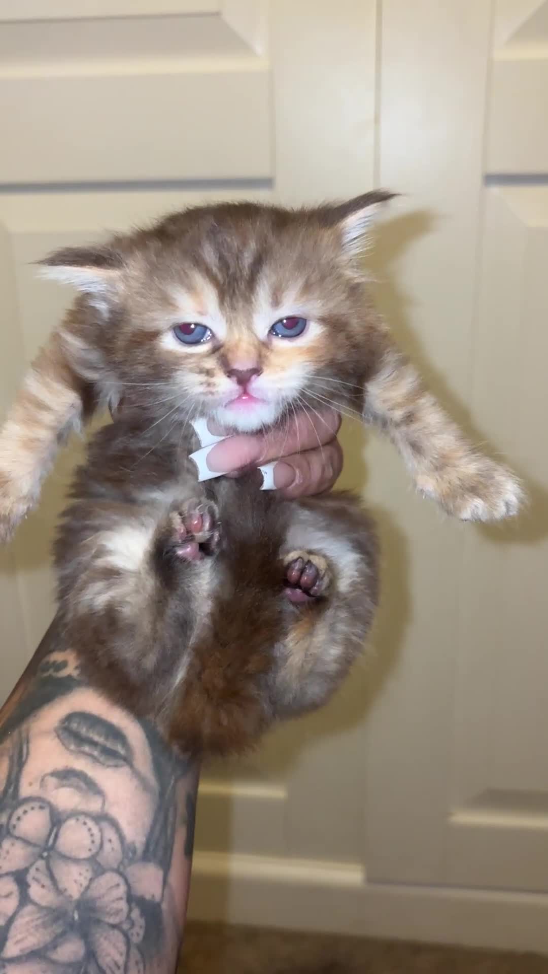 Maine Coon cats for sale: KITTENS FOR SALE - Video 1