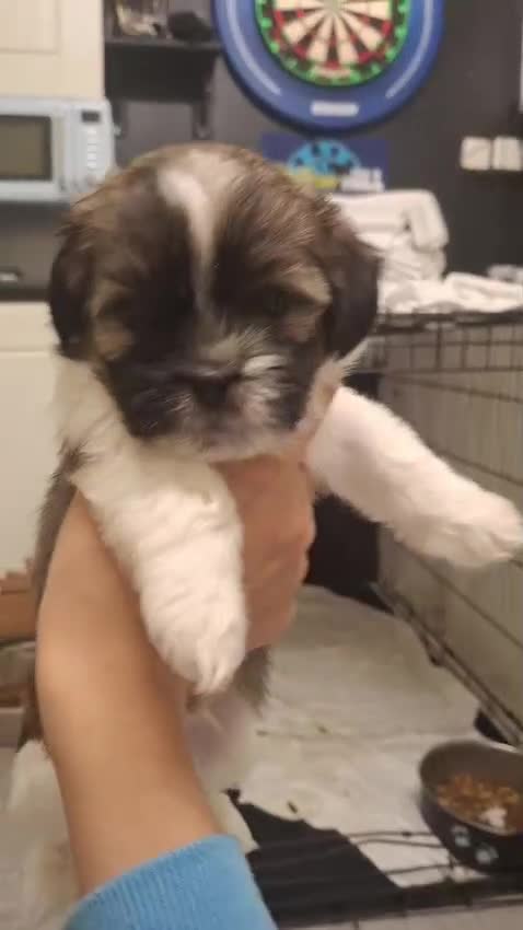 Mixed Breed dogs for sale: Shih tzu cross Jack Russell - Video 4