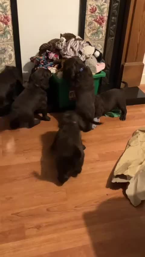 Sprocker dogs for sale: Chocolate Treats 🥰 - Video 1