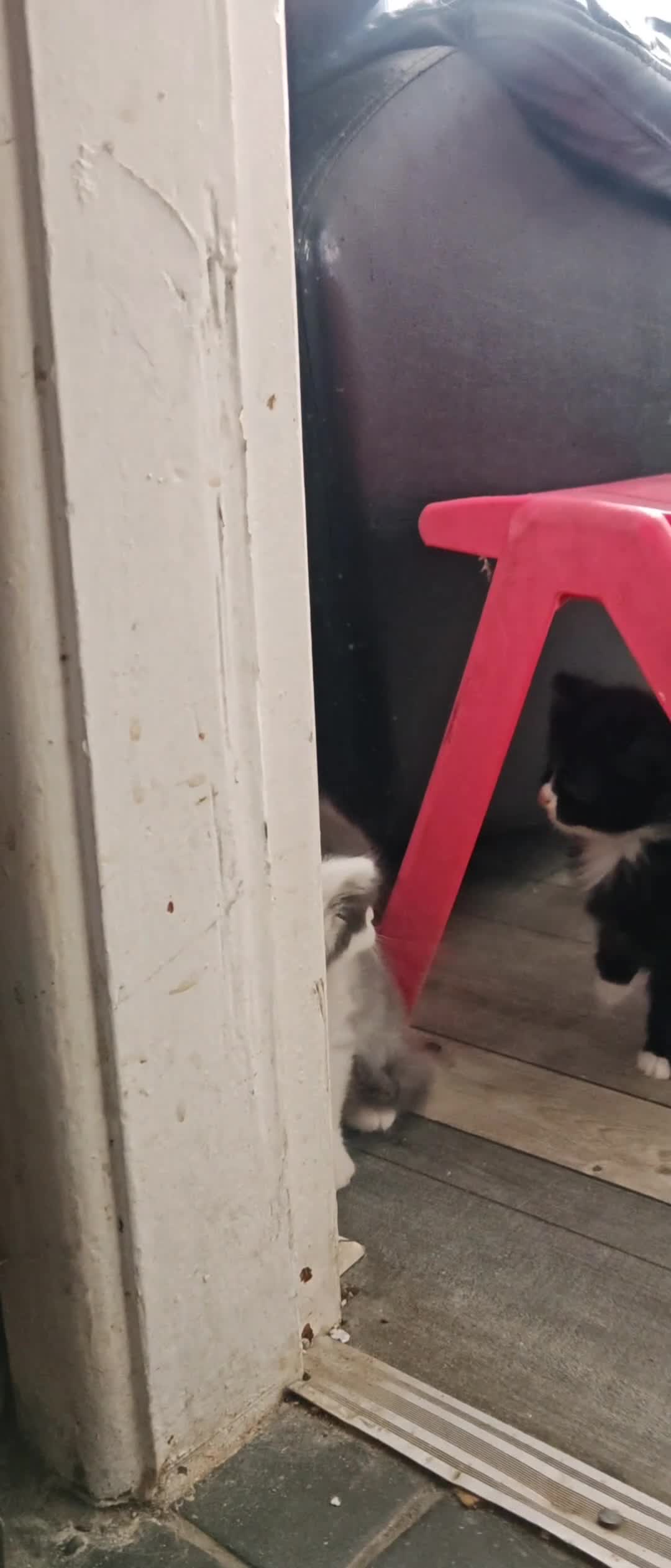 Mixed Breed cats for sale: Adorable half persian Kittens for Sale🐾 - Video 3