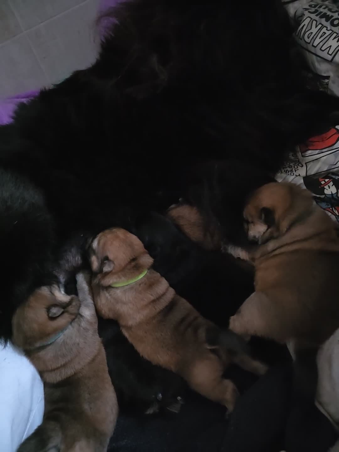 Chow Chow dogs for sale: Chow chow pups - Video 4