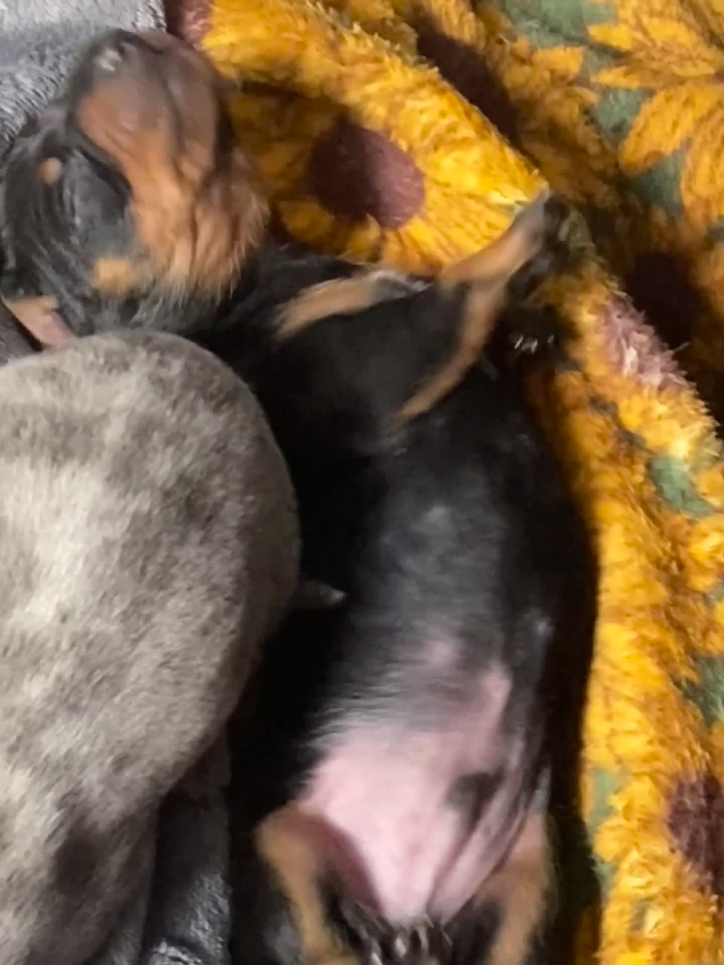 Dachshund dogs for sale: Tri silver dapple dachshunds ❤️ - Video 2