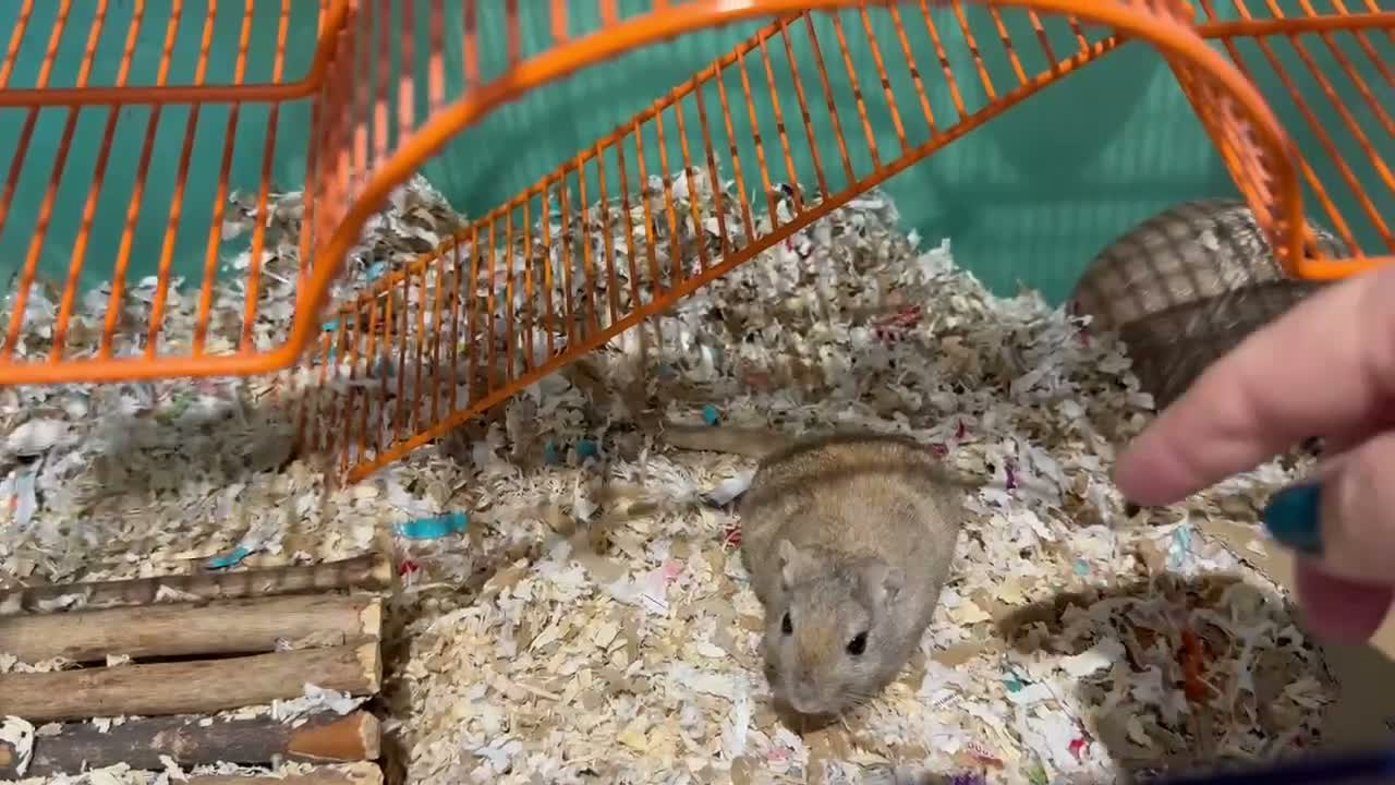 Gerbil rodents for sale: Paired female Gerbils. - Video 1