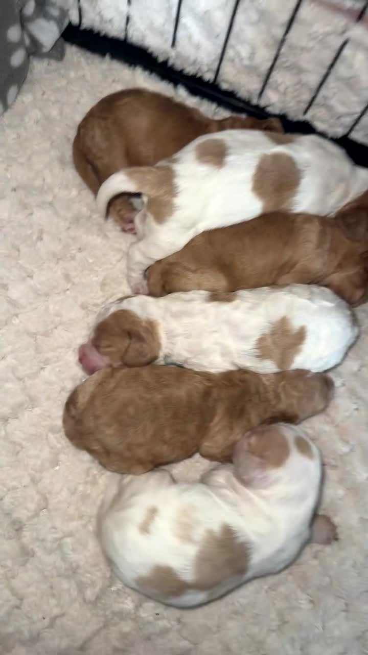 Cocker Spaniel dogs for sale: 7 beautiful cocker spaniel puppies 🩷💙 - Video 1
