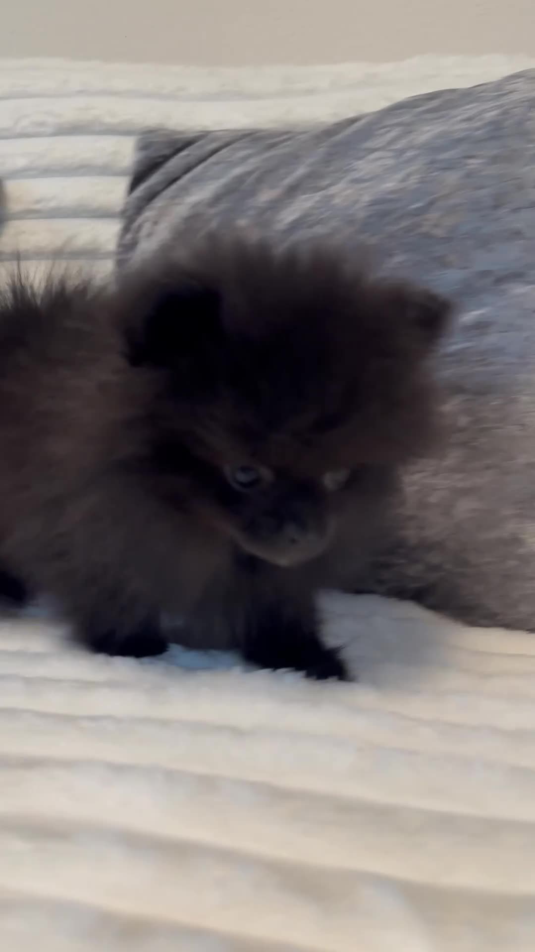 Pomeranian dogs for sale: Beautiful Pomeranian girl ! Only one left 🐶  - Video 4