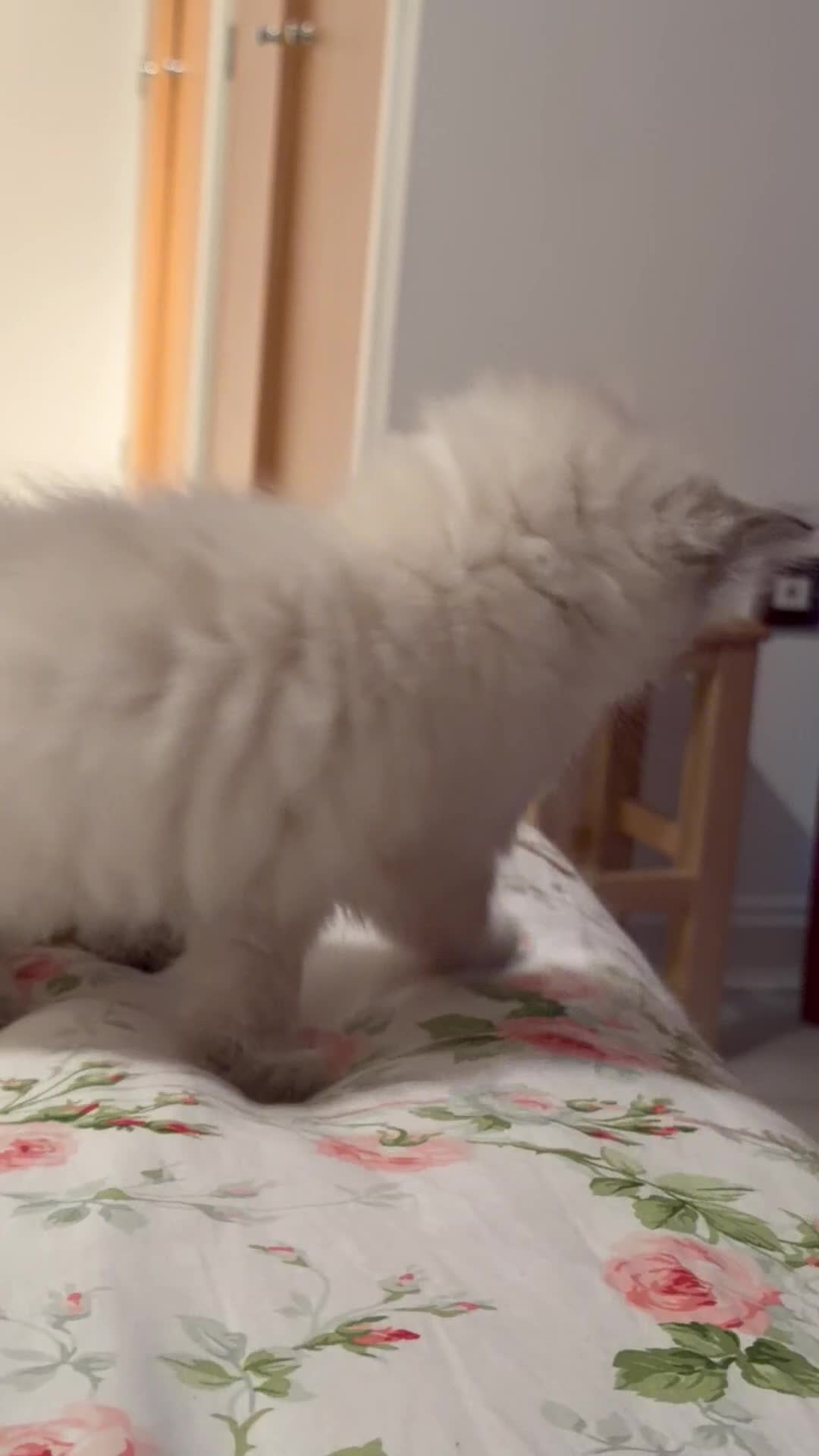 Ragdoll cats for sale: Purebred Ragdoll Kittens in Cardiff - Video 4