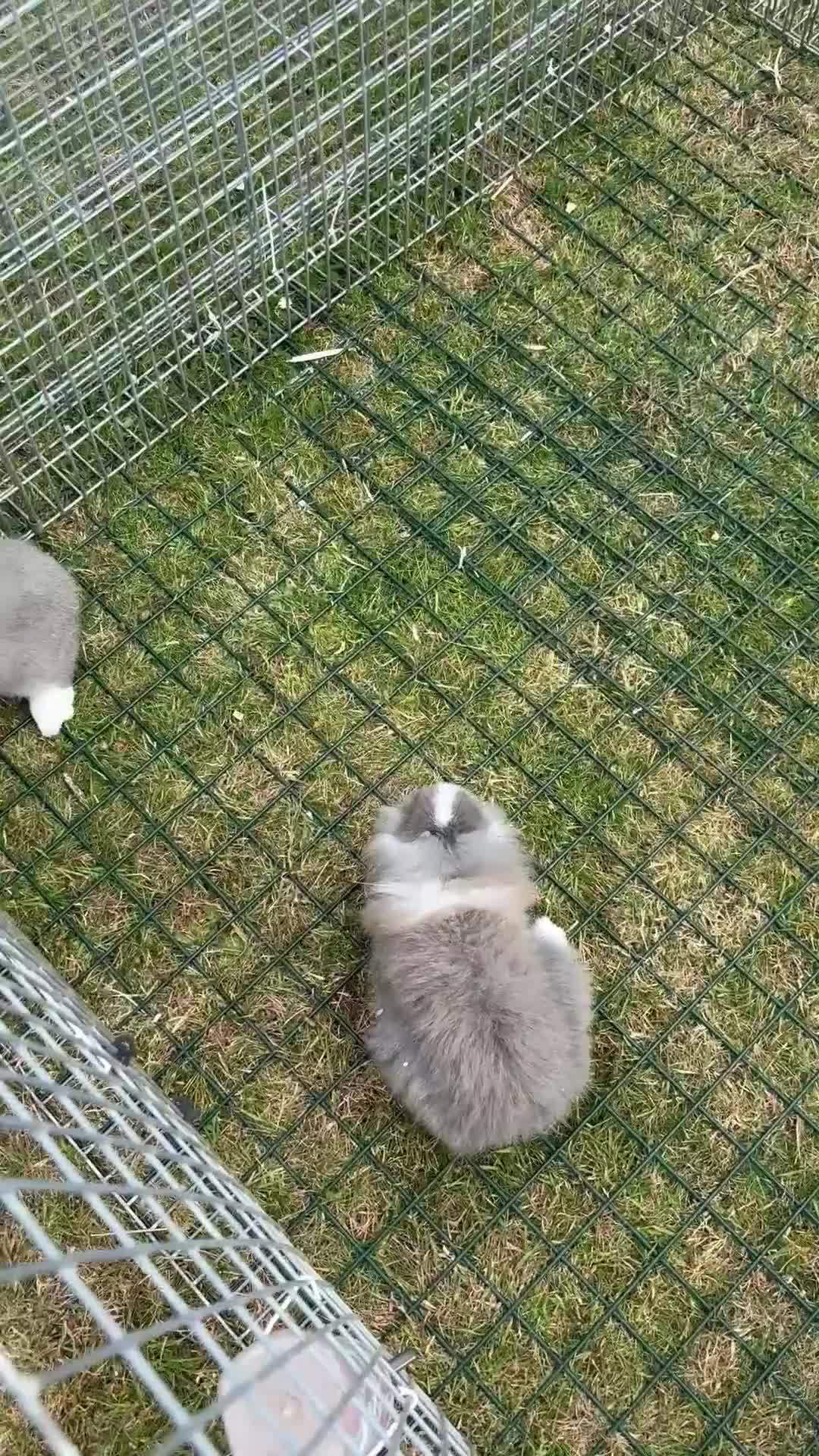 Lionhead rabbits for sale: Lionhead/mix  - Video 1