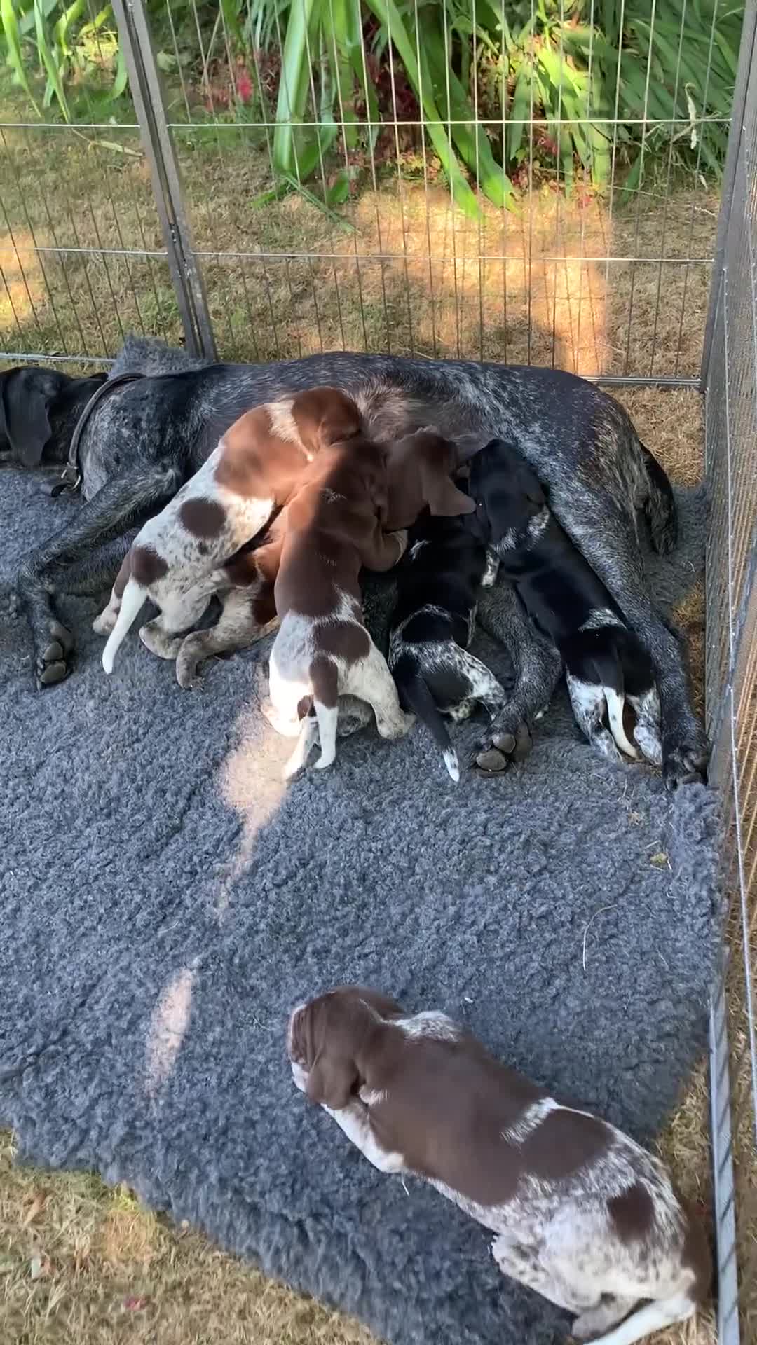 German Shorthaired Pointer dogs for sale: Exceptional German Shorthaired Pointer Puppies - Video 1