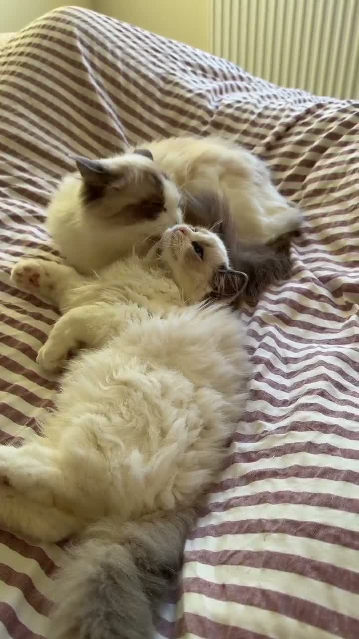 Ragdoll cats for sale: 🏆 RAGDOLL KITTENS 🏆 SHOW QUALITY  - Video 5