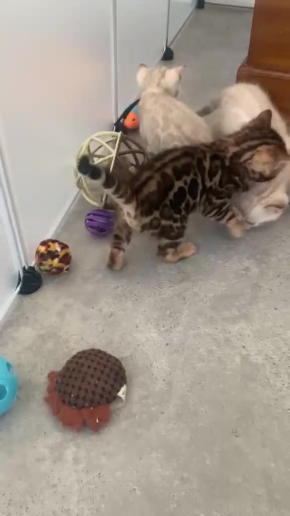 Bengal cats for sale: Beautiful Bengal babies  - Video 1