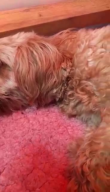 Cavapoo dogs for sale:  Amazing Miniature F1b cavapoo puppies  - Video 1