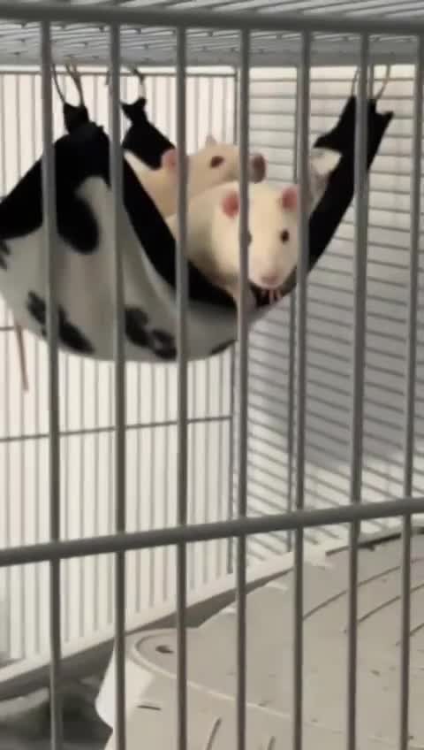 Rat rodents for sale: two baby boy rats plus cage and all equipment etc - Video 2