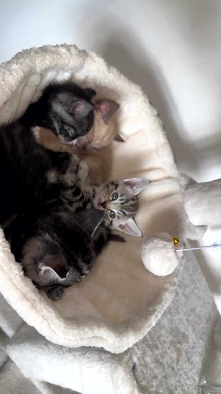 Mixed Breed cats for sale: Beautiful maine coon and marble kittens  in Bromley - Video 1