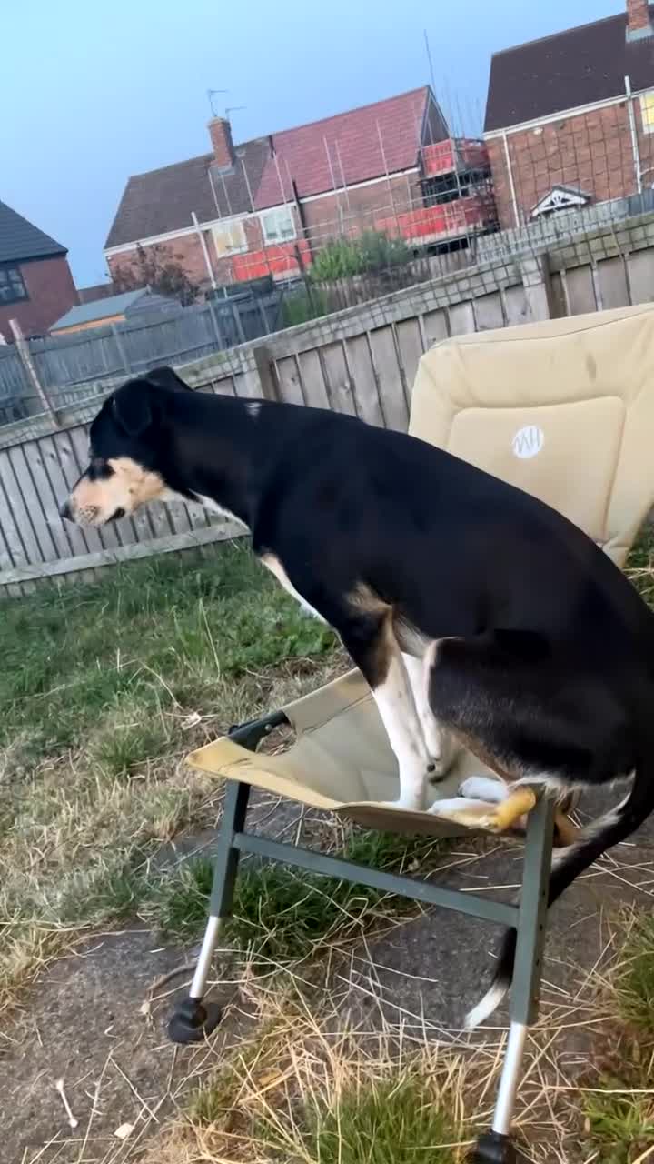 Mixed Breed dogs for sale: Rehoming - Video 1