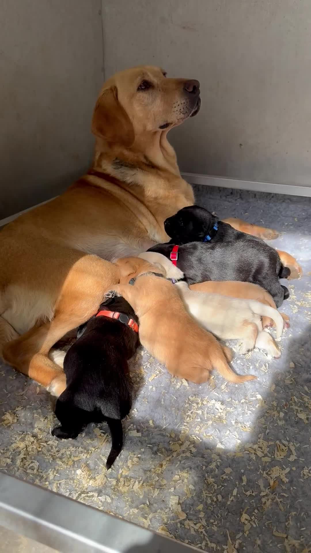 Labrador Retriever dogs for sale: Beautiful Labrador Puppies — Loving Family Home in Hayle - Video 2