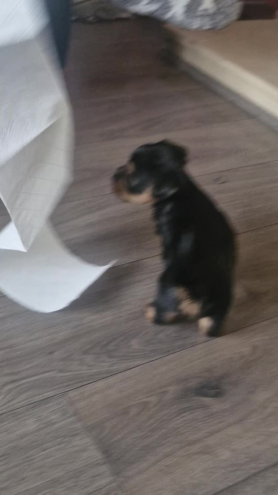 Yorkshire Terrier dogs for sale: F1 stunning purebred yorkshire terriers pup's ❤️💙 - Video 3