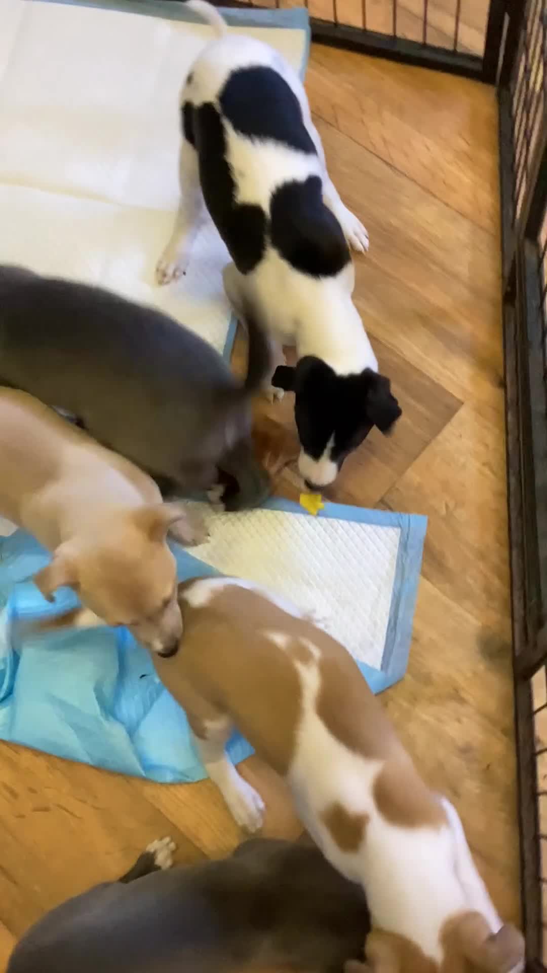 Whippet dogs for sale: Whippet  - Video 1