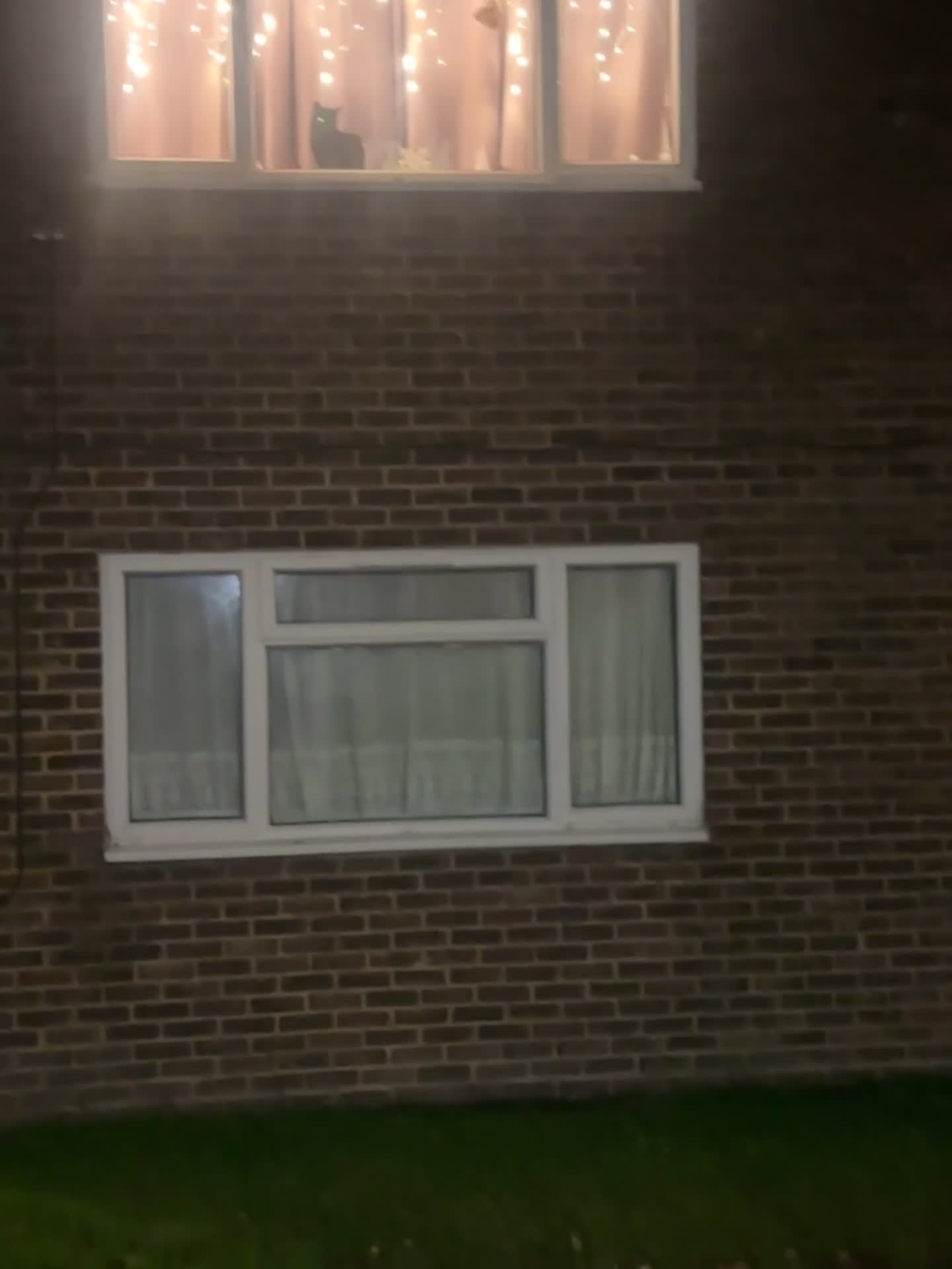 Mixed Breed dogs for sale: Eight month old puppy  - Video 1