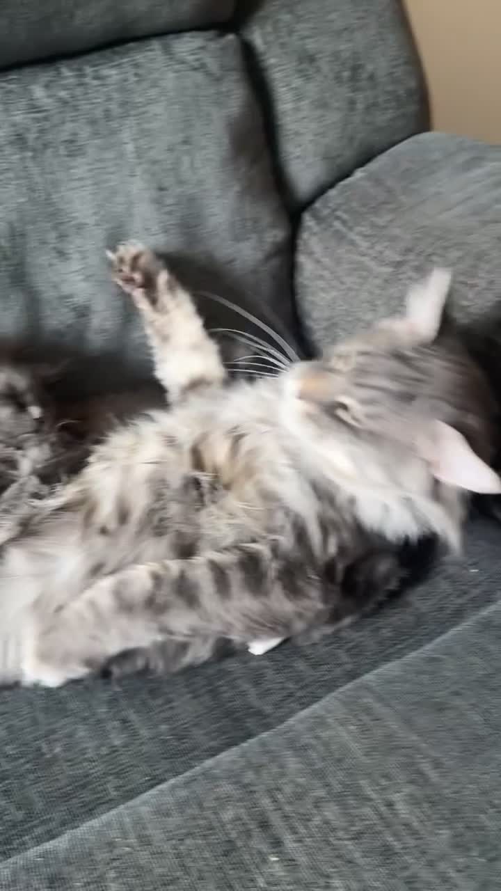 Maine Coon cats for sale: maine coon kitten in Manchester - Video 1