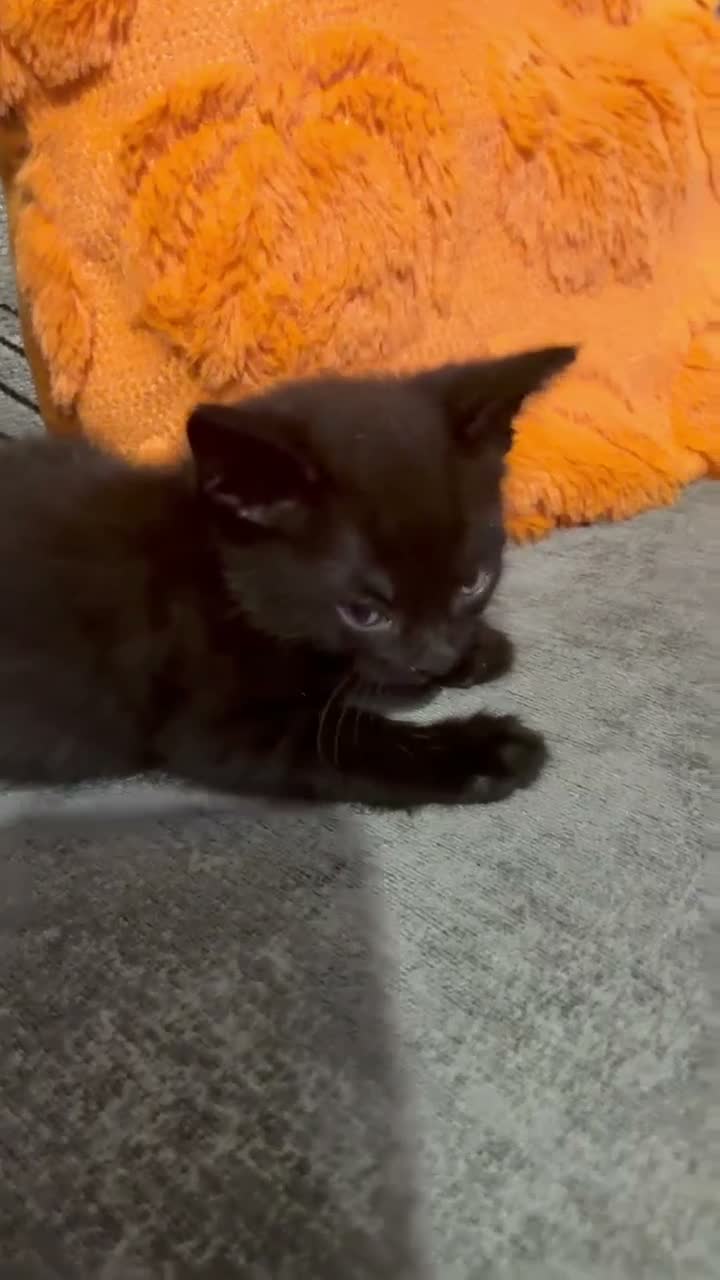 Mixed Breed cats for sale: Beautiful kitten🩷 - Video 1