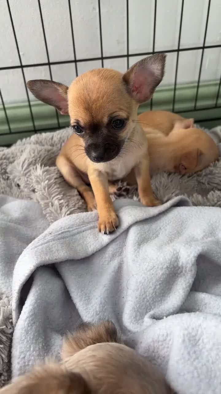 Chihuahua dogs for stud: Beautiful short haired chihuahua ready for stud..  - Video 1