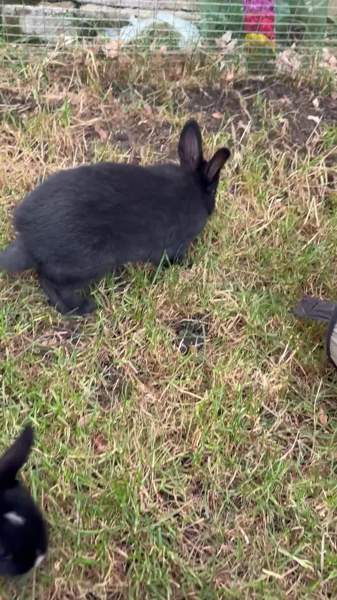 Netherland Dwarf rabbits for sale: Pure netherland dwarf babies - Video 1