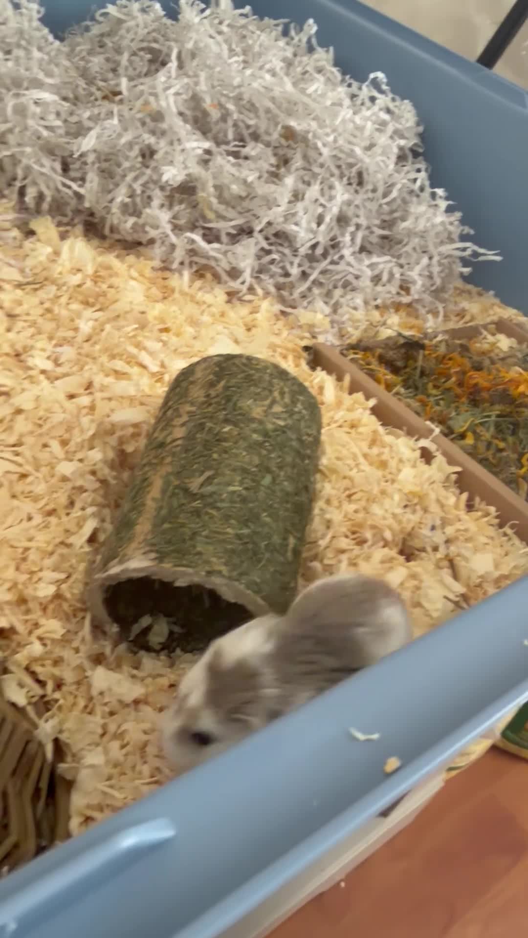 Hamster rodents for sale: Male Robo Dwarf Hamster in Liverpool - Video 1