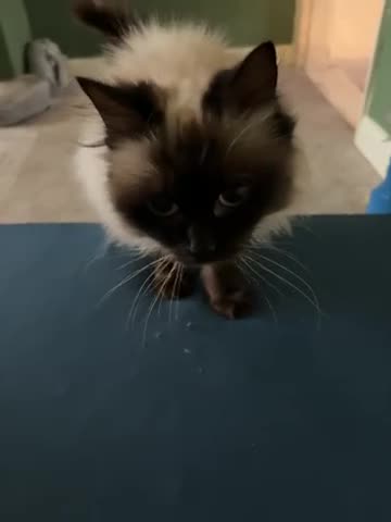 Burmese cats for sale: Burmese adult cat for sale - Video 1