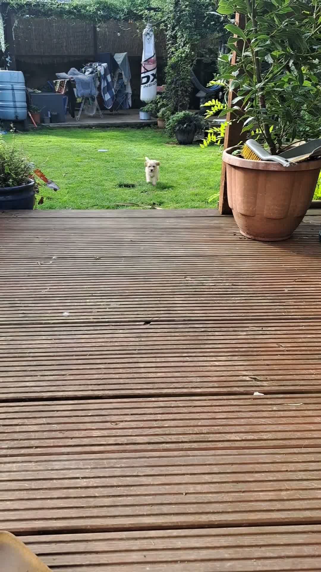 Mixed Breed dogs for sale: Maltipoo ready to leave in 2 weeks! in Chigwell - Video 2