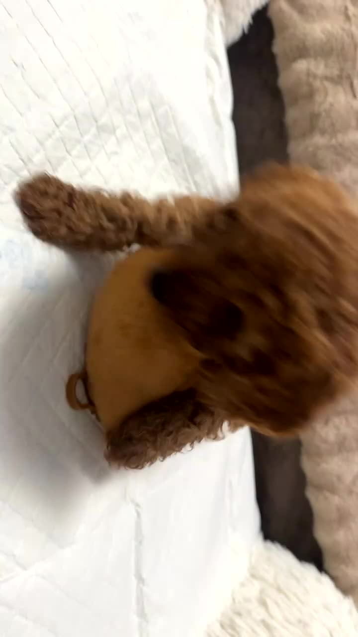 Cockapoo dogs for sale: cockapoo x toy poodle  - Video 3