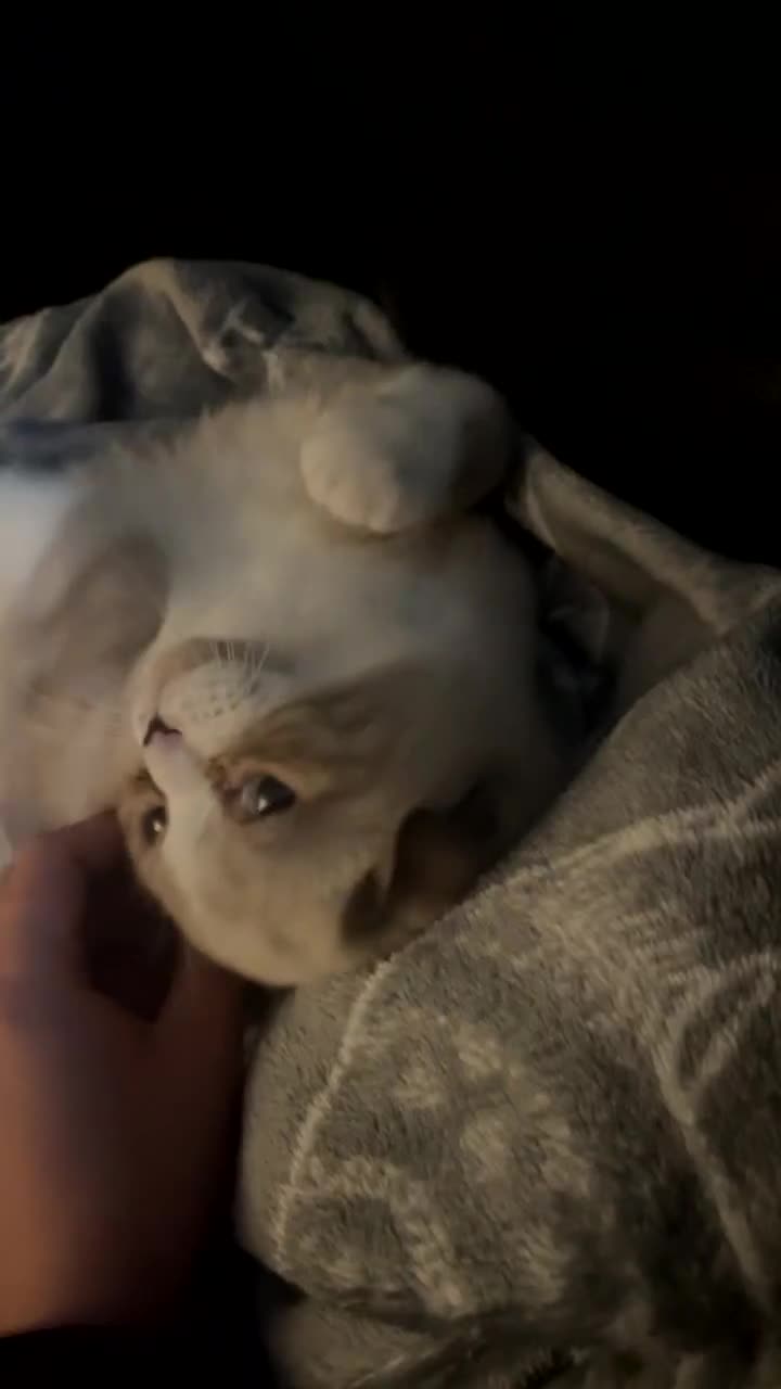 Scottish Fold cats for sale: Scottish fold cat for sale - Video 2