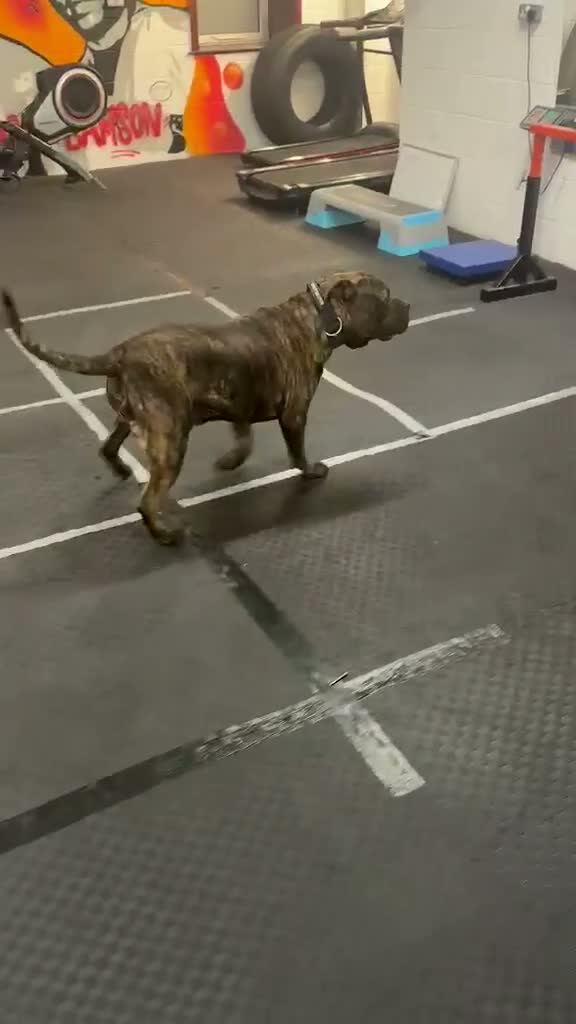 Mixed Breed dogs for sale: Denzel  in Oldham - Video 1