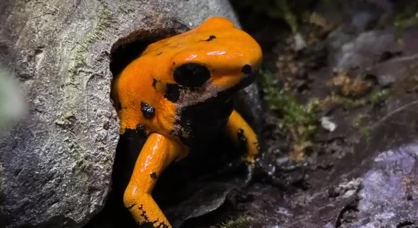 Frog reptiles for sale: Orange black foot terribilis frogs in Ayr - Video 1