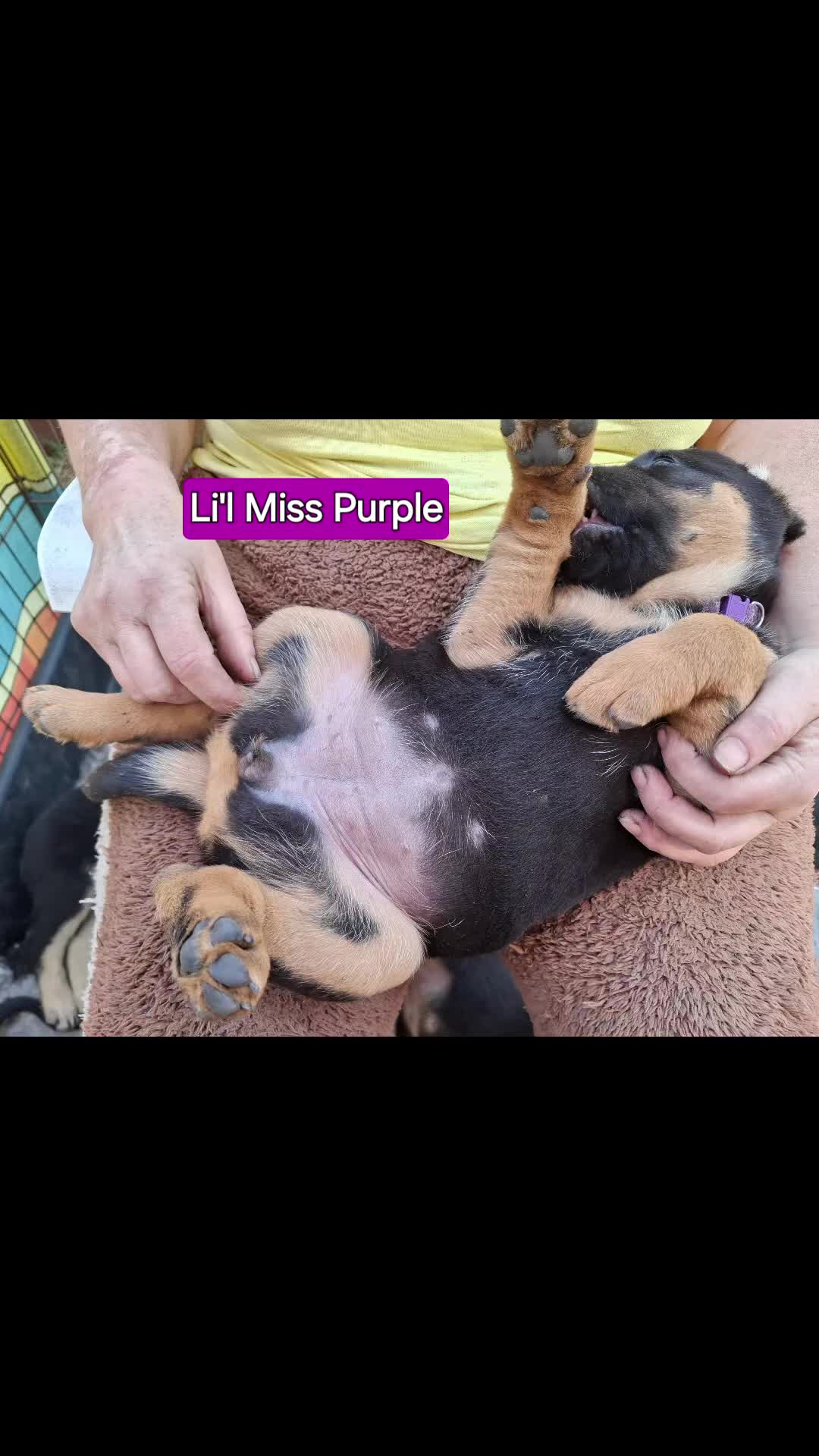 Mixed Breed dogs for sale: A stunning litter of gsd x rottie x mastiff pups  - Video 1
